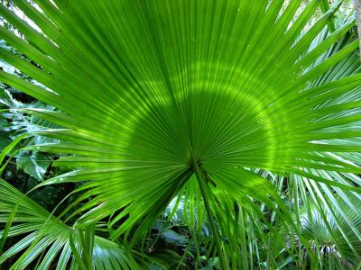 Trachycarpus martianus leaf