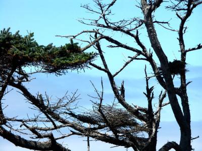 040731 Vultures Roost