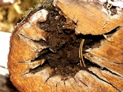 040731 Log