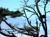 040731 Vultures Roost
