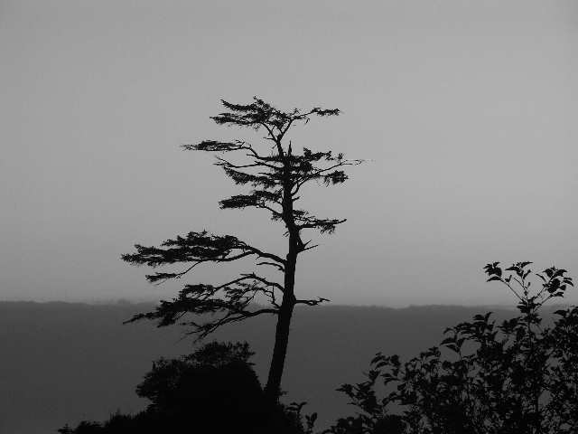 040730 Bonzai