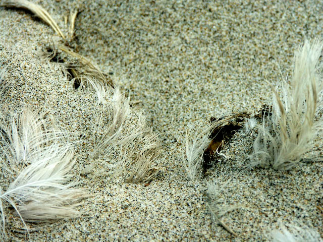 040731 Feathers