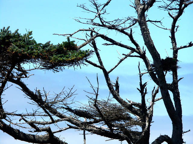 040731 Vultures Roost