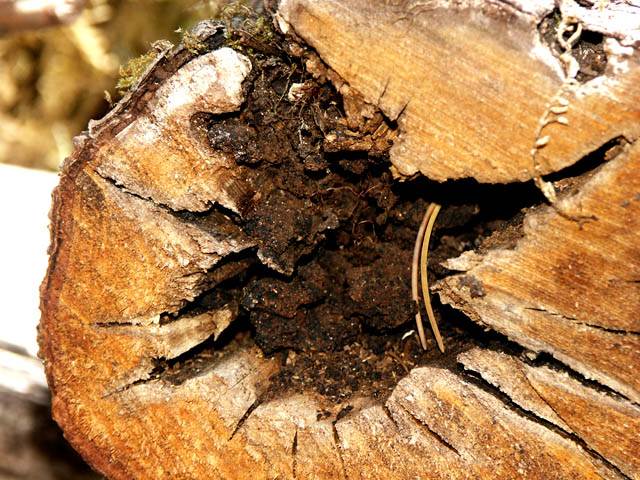 040731 Log