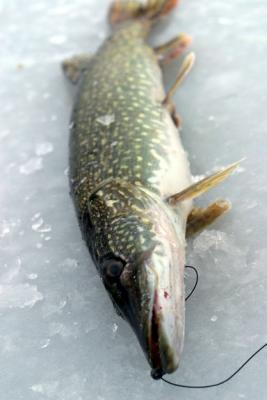 A northern pike on ice.