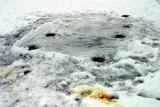 Yellow Snow.jpg