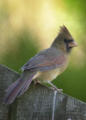 Immature Cardinal