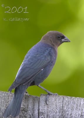 Cowbird