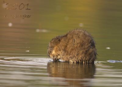 Muskrat