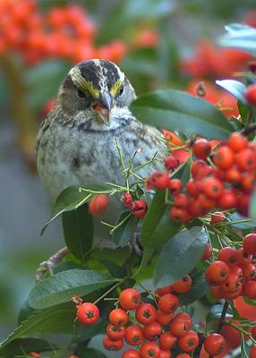 White Throated Sparrow