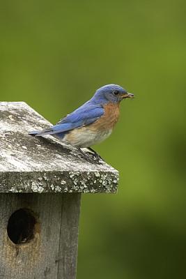 Bluebird (Male)