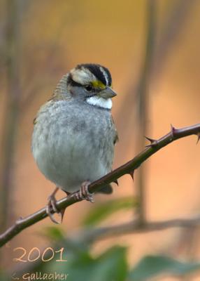 White Throated Sparrow