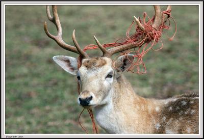 Buck Closeup - IMG_1763.jpg