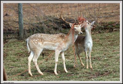 Buck and Doe - IMG_1756.jpg