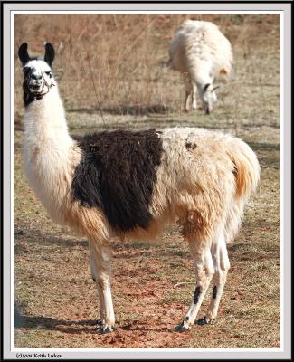 Llama Crop IMG_1808.jpg