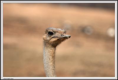 Ostrich Closeup - IMG_1802.jpg