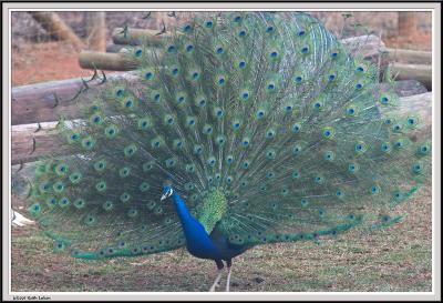 Chestatee Wildlife Preserve
