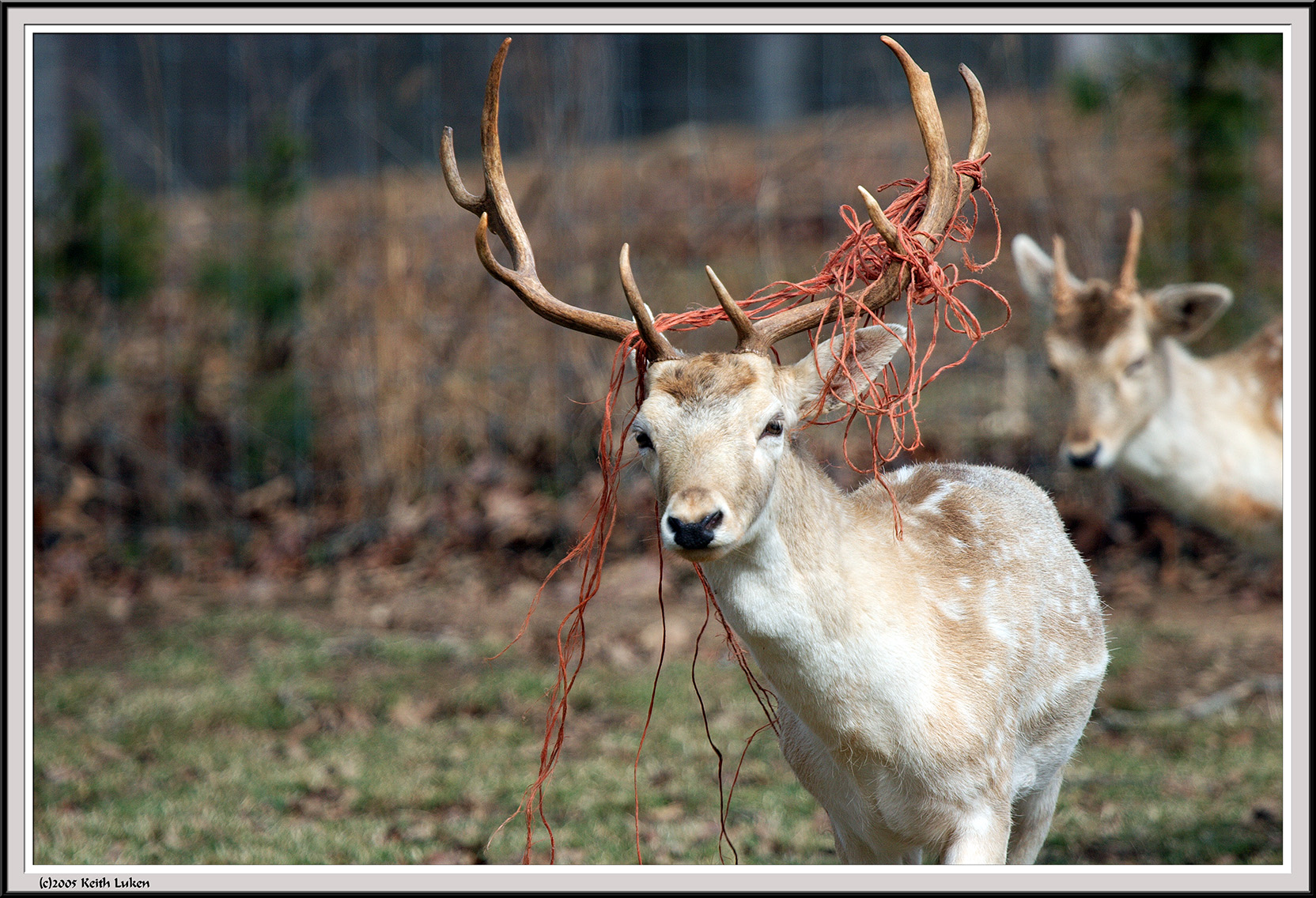 Buck - IMG_1748.jpg