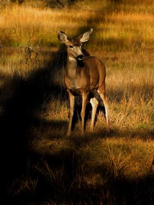 Awwww.... by Albert Yanowich Jr.