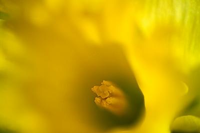 Spirit of Spring 2 by Flick Merauld