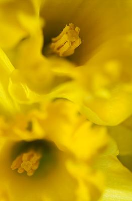 Spirit of Spring 1 by Flick Merauld