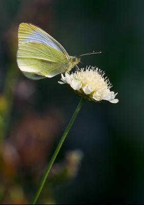 Cabbage White Butterfly at Green Farm by Quentin Bargate
