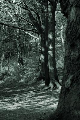 Wild Woods by Stephen Merauld