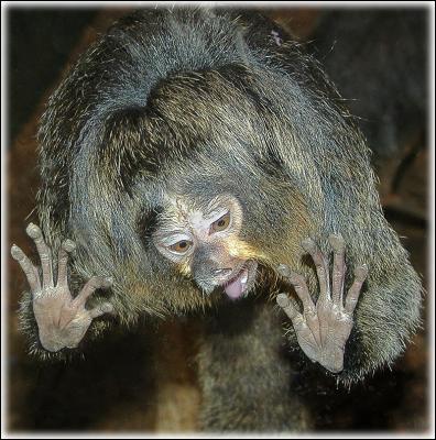 5th Place - Wild Behind Glass by David Fink