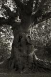 Old Oak by Stephen Merauld