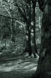 Wild Woods by Stephen Merauld
