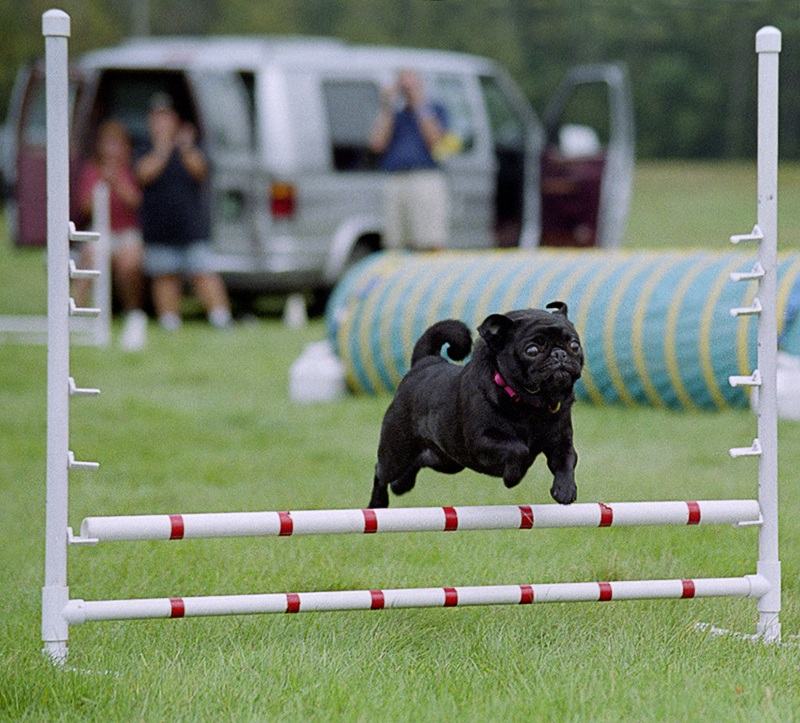 3rd Place Agility Event by Paul Fink