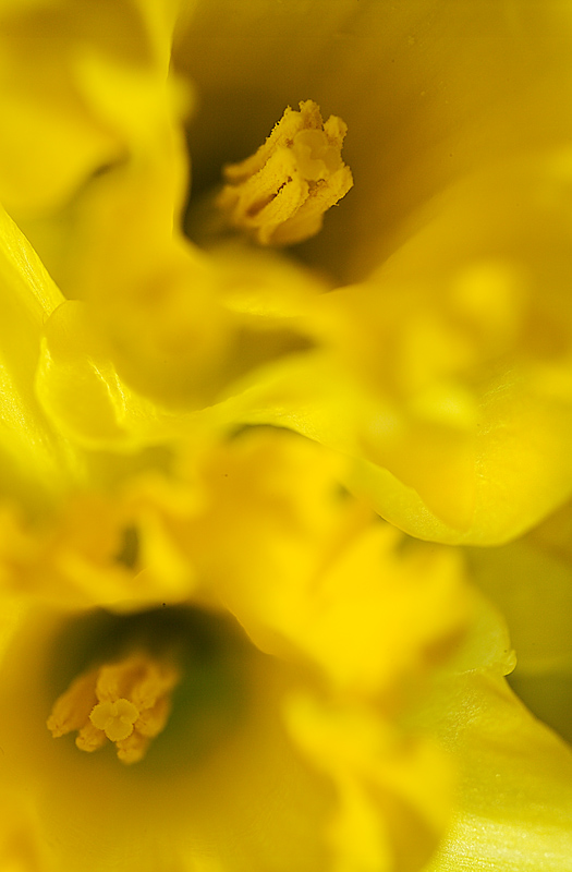 Spirit of Spring 1 by Flick Merauld