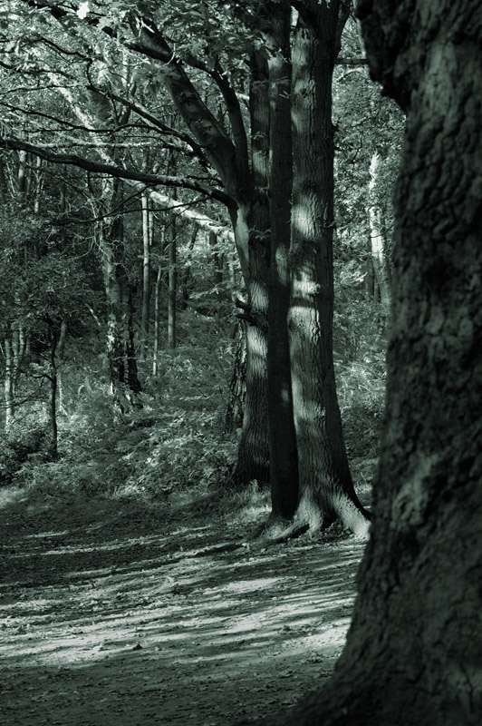 Wild Woods by Stephen Merauld