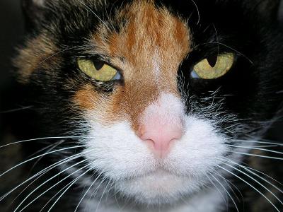 I Am Not Pleased.