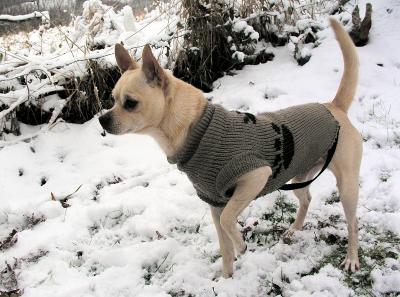 Chihauhau in the Snow