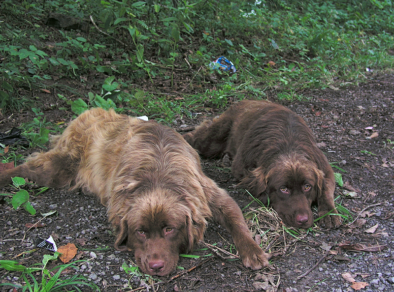 Two Abandoned Newfoundlands
