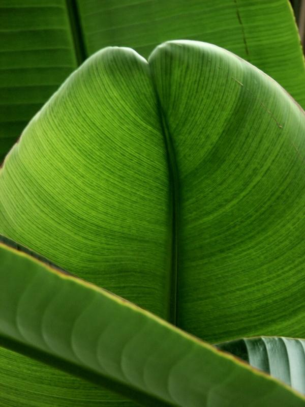 Tropical Leaf 2