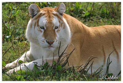 Amber - Golden Amur tiger
