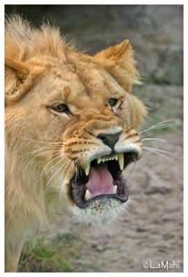 Very angry lion (juvenile)