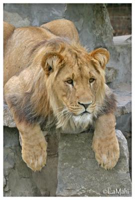 African lion (juvenile)