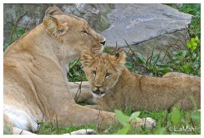 African lioness with cub