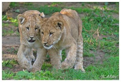 African lion cubs chatting