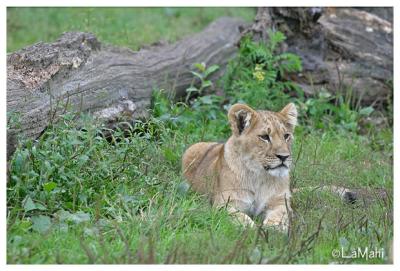 African lion cub