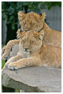 African lion cubs