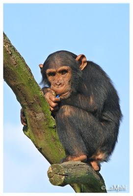 Kon-Chi - Chimpanzee baby