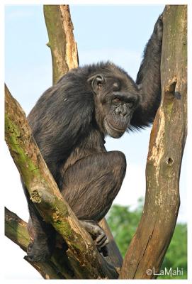Bieke - Chimpanzee