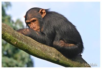 Kon-Chi - Chimpanzee baby