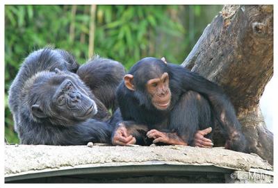 Bieke & Kon-Chi - Chimpanzee