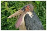 Marabou stork