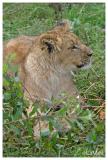 African lion cub